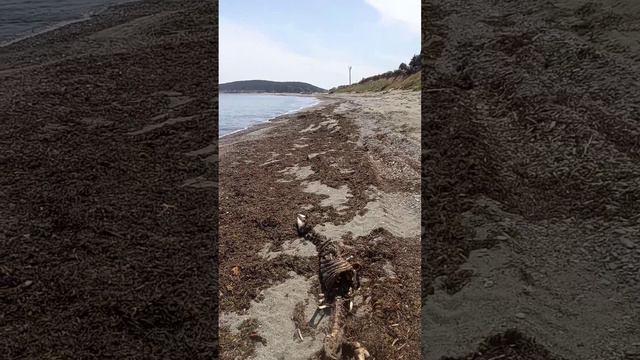 Морское чудище #нерпа смотреть онлайн