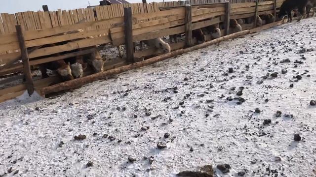 Месяц откорма Быков