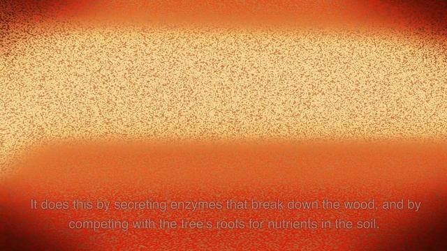 The World's Largest Living Organism смотреть онлайн