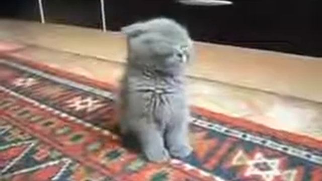 Котята. Когда очень хочется спать😂 смотреть онлайн