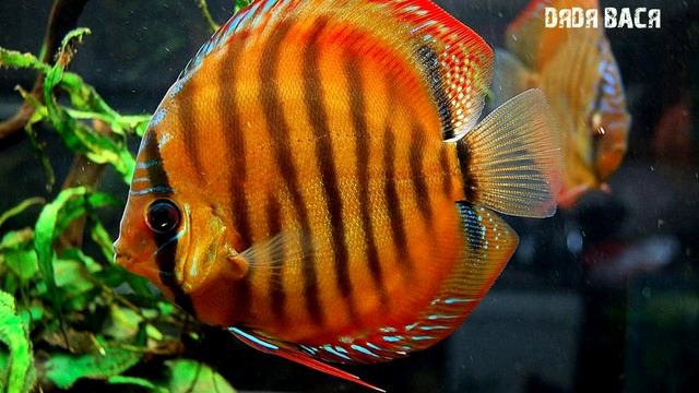 Дискусы в аквариуме, содержание дискусов и уход, разведение, совместимость, чем кормить! Дискус! смотреть онлайн