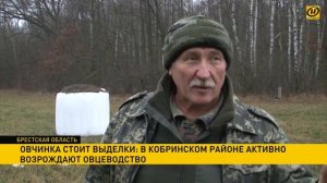 Бизнес на овцах, как развивается овцеводство в Беларуси