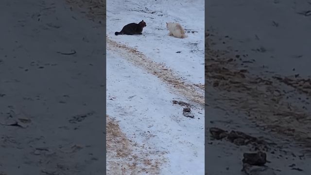 Коты, снег, тульская область, Щекино