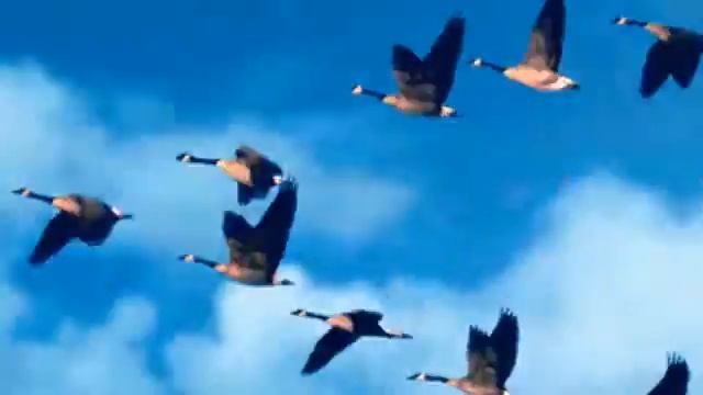 ВОЗВРАЩАЮСЬ стихи, видео Л. Казачок, муз. исп. Сергей Велиджанин смотреть онлайн