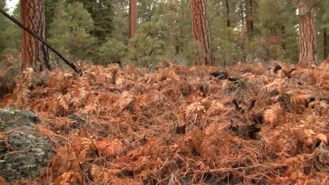 Ponderosa Pine Forest, Decomposition, Ferns (201sp) смотреть онлайн
