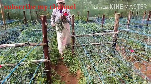 Flower garden tour in Ooty смотреть онлайн
