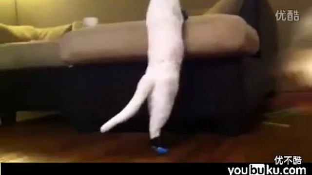 cat with hogan shoes.flv смотреть онлайн