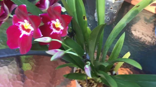 Милтониопсис цветение. Miltoniopsis Bert Field Eileen. Поздравляю всех с первым днём лета! Ура!!! смотреть онлайн