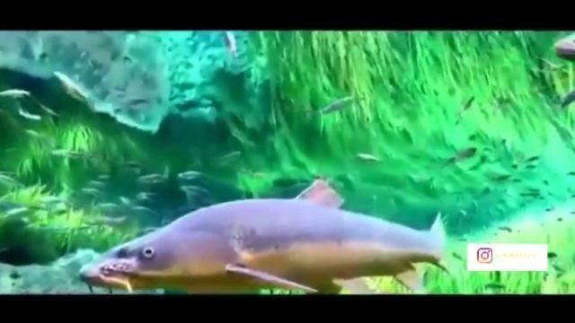 ЧИЛУ ЧОР ЧАШМА НОВЫЙ КЛИП 2019 смотреть онлайн