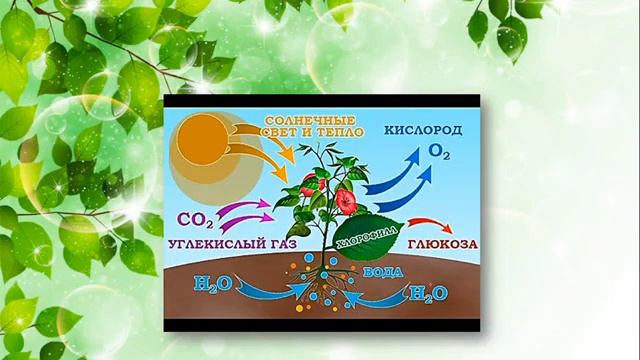 1 клас ЯДС Чарівне листя рослин  Досліджуємо рослини