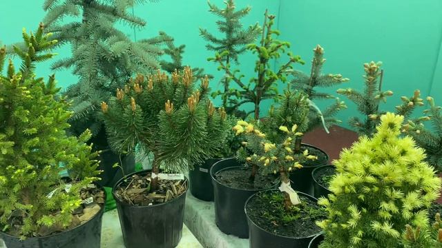 БИЗНЕС НА ХВОЙНЫХ РАСТЕНИЯХ | СЕЛЬСКОЕ ХОЗЯЙСТВО | ПИТОМНИК ХВОЙНЫХ РАСТЕНИЙ смотреть онлайн