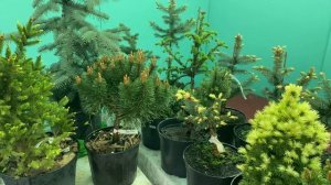 БИЗНЕС НА ХВОЙНЫХ РАСТЕНИЯХ | СЕЛЬСКОЕ ХОЗЯЙСТВО | ПИТОМНИК ХВОЙНЫХ РАСТЕНИЙ