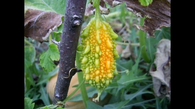 Монстр на приусадебном участке - (Момордика) смотреть онлайн