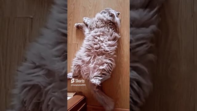 ася#юмор#приколы#домашниеживотные#британец