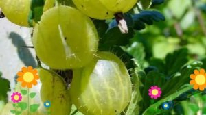 Крыжовник обыкновенный Финский зеленый. Краткий обзор, описание характеристик, где купить саженцы