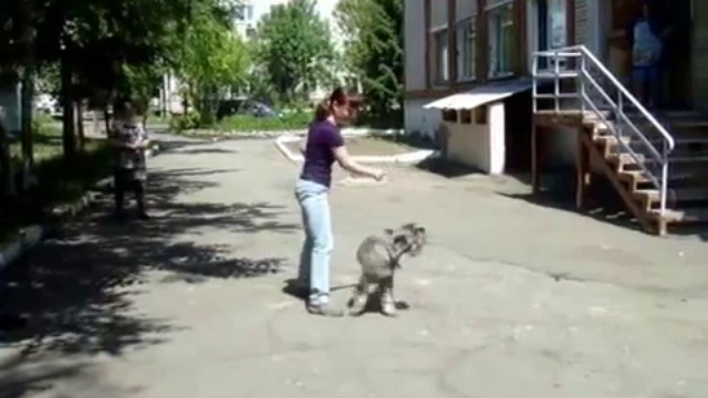 Танцы с собаками в детском доме 01.06.2014