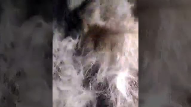 Маламута вычёсывают "Маламут линяет" смотреть онлайн