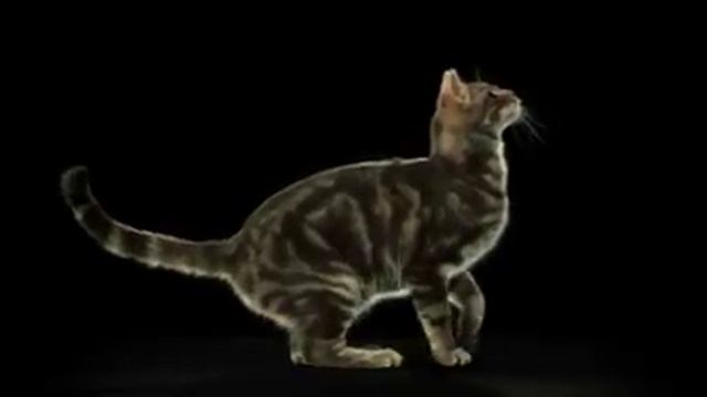 Amazing Slow Motion Leaping Cat смотреть онлайн