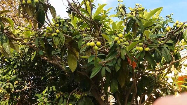 Почему Кипр называют раем на земле⏸Цветущие деревья Северного Кипра❤ смотреть онлайн