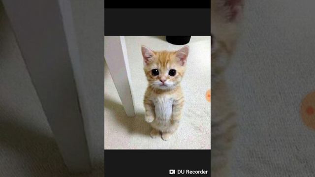 Школа животных урок музыки! смотреть онлайн