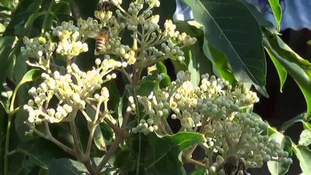 ЭВОДИЯ - ПЧЕЛИНОЕ (МЕДОВОЕ) ДЕРЕВО. Euodia. Evodia. Bienenbaum. Bee bee tree. Tetradium. смотреть онлайн