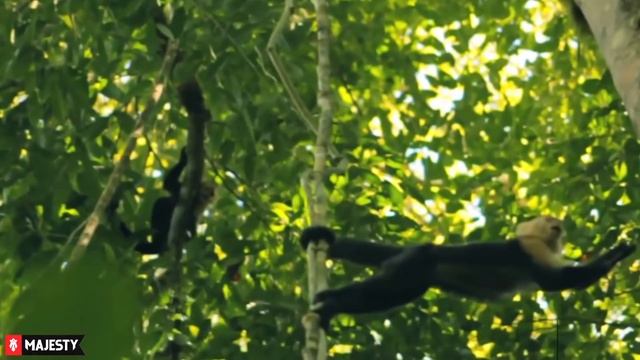 Для чего животным нужен хвост? Ты этого не знал смотреть онлайн