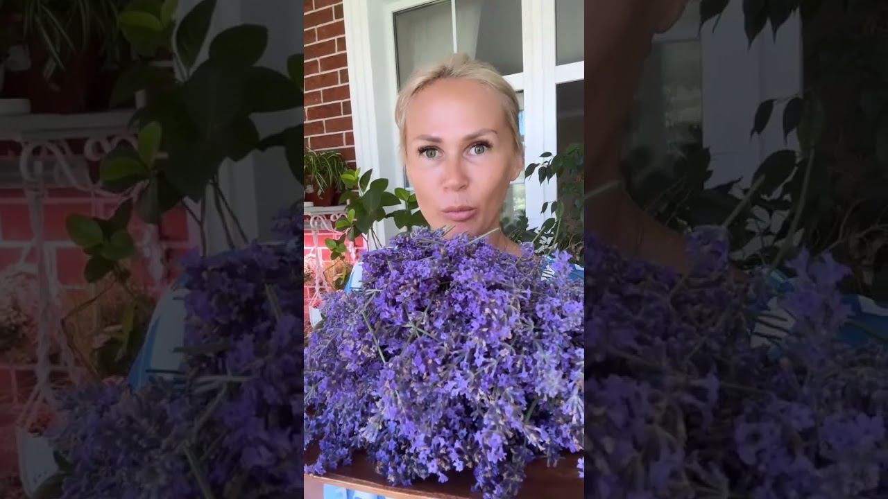 Лаванда смотреть онлайн