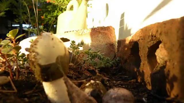 Stinkhorn Mushroom Time lapse смотреть онлайн