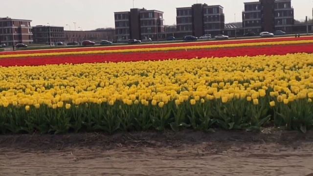 Тюльпановые поля в Нидерландах!/ Голландия/ Амстердам/Holland/Tulip fields смотреть онлайн