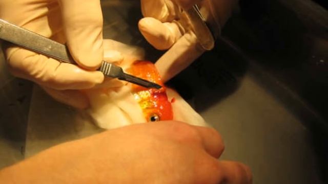 Goldfish surgery at Poulsbo Animal Clinic смотреть онлайн