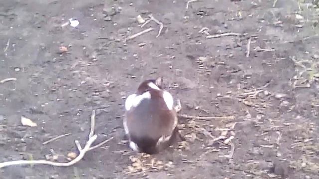 Кот Мурзик поймал крысу! смотреть онлайн