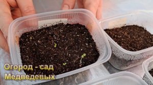 Первые результаты (всходы) февральских посевов цветов