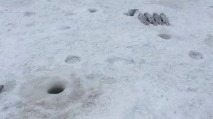 В обед , форель предпочитает малька на джиг головке. РК Фишка Липки.