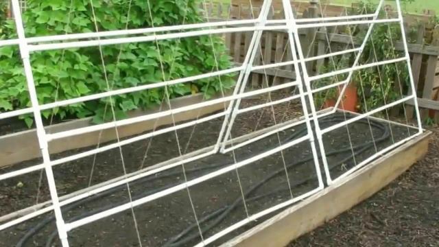 How to Grow Malabar Spinach From Seed - Gardening Tips смотреть онлайн