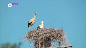 Морская / Спасти залив. Уже убитый Бохайский и еще живой – Петра Великого
