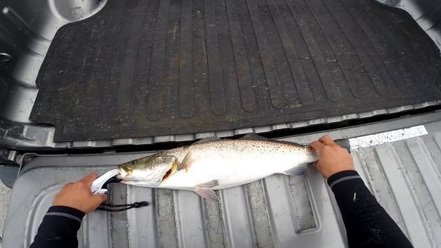 trophy trout fishing : speckled trout смотреть онлайн
