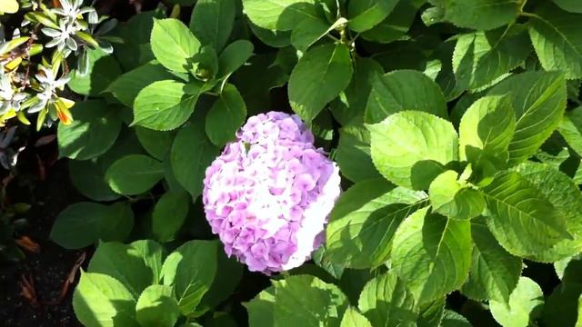 Varying colours on Hydrangea macrophylla смотреть онлайн