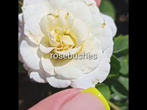 Леди Романтика @rose_bushes161