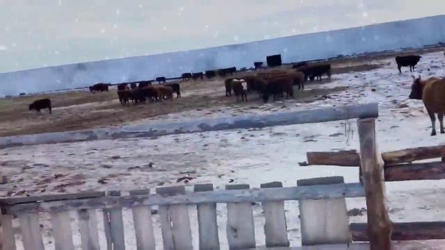 Зимняя ферма для коров калмыцкой породы смотреть онлайн