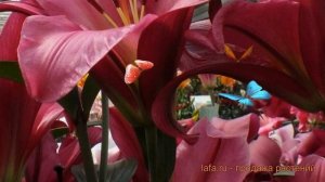 Лилия от-гибрид Пёпл Принц (purple prince) ? обзор: как сажать, луковицы лилии Пёпл Принц