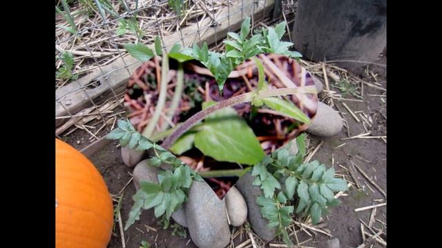 ВАЛЕРИАНА  (VALERIANA)  сем. Валериановые