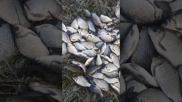 Рыбалка на реке Чартанла, г. Новоузенск, Саратов смотреть онлайн