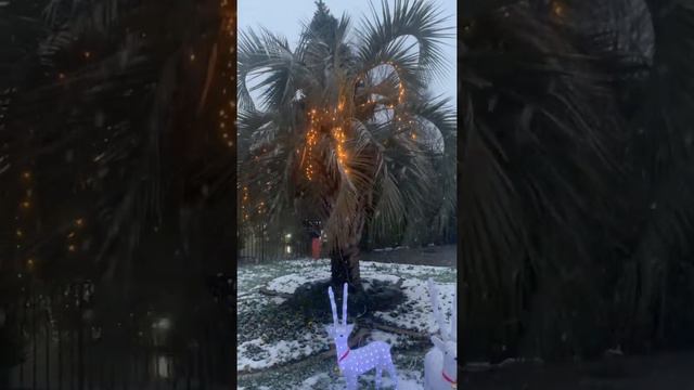 Новогодняя…ПАЛЬМА😂 Зима в Сочи смотреть онлайн