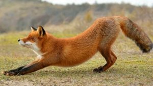 На мягких лапах. Слайд для детей. Истории из жизни животных часть 1. МСЦ ЕХБ