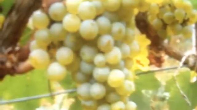 Виноград Шардоне