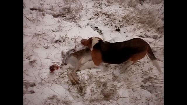 Охота на зайца!!!УДАЧНЫЙ выход смотреть онлайн