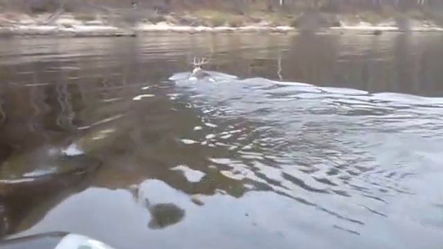 Миграция оленей. Котлас Архангельской обл. 2014г . Река Северная Двина смотреть онлайн