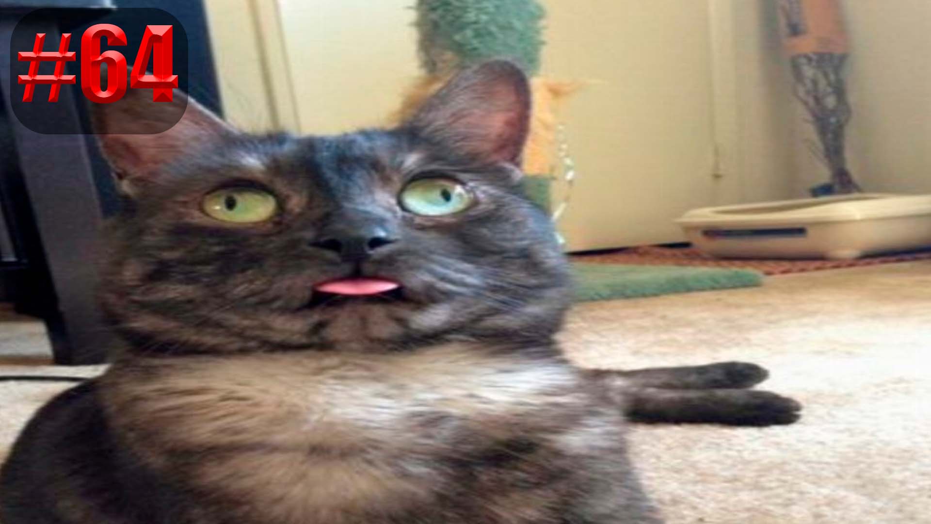 831 секунда Смеха ?? Смешных моментов | приколы лучшие до слез ?? 2022 Смешные коты #64 смотреть онлайн