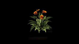 Футаж на черном фоне цветы