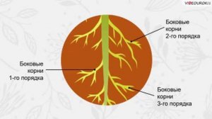 Строение и многообразие покрытосеменных растений